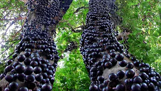 How they Harvest & Process Tons of Jabuticaba Fruit in Brazil