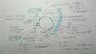 Mediastinum | Part 2 | Boundaries | Thorax Anatomy | The Charsi of Medical Literature