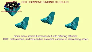 TESTOSTERONE & SEX HORMONE BINDING GLOBULIN