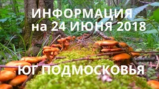 ТИХАЯ ОХОТА ! ПОЧЕМУ НЕТ БЛАГОРОДНЫХ ГРИБОВ В ПОДМОСКОВЬЕ! (БЕЛЫЕ, ПОДОСИНОВИКИ, ПОДБЕРЕЗОВИКИ)