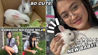 FINALLY GOT A RABBIT! | Meet My New Baby! | Sai Datinguinoo