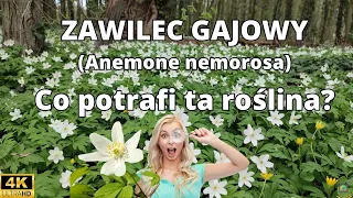 Zawilec gajowy (Anemone nemorosa) - niesamowita roślina!