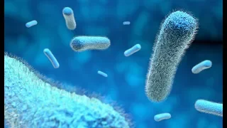 Jelita, inulina, #ZioładlaZdrowia odc.41 Jak dbać o florę bakteryjną w jelitach