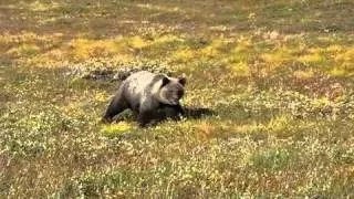 МЕДВЕДЬ АТАКУЕТ! Russian Bear attack me.
