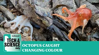 Octopus caught changing its colour at North Wales beach ...Tech & Science Daily podcast
