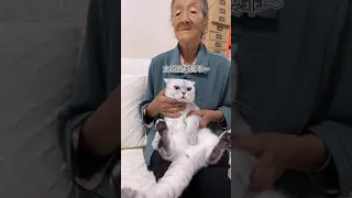 OMG Adorable Lovely  And Funny Cute Cat  96