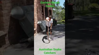 Large Eastern Brown Snake.  Australian Snake Catchers