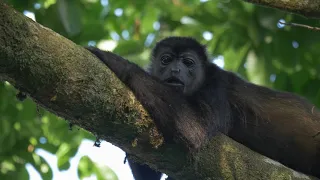 4k The Wildlife of Costa Rica | Дикая природа Коста-Рики 4K