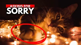 HOW CATS APOLOGIZE TO HUMANS? | Cats' Behavior