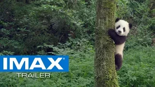 Pandas IMAX® Trailer