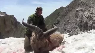 Dagestan Tur hunting in Azerbaijan 2016 with ProfiHunt