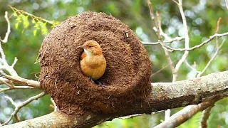 10 of the most unusual bird nests around the world