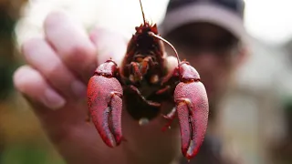 INVASIVE CRAYFISH Catch and Cook | Signal Crayfish Trapping UK