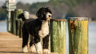 Unleashing the Charm of the Portuguese Water Dog Breed