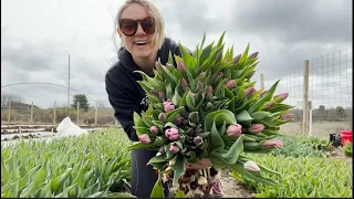 The First Tulips are READY to Harvest for Mother's Day : Flower Hill Farm