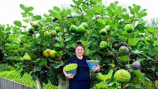 Harvesting Lots of Figs and Making Fig Jam | Village LIFe