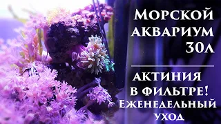 Морской аквариум: Актиния в фильтре! Еженедельный уход