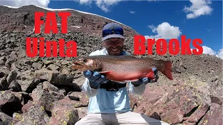 Backpacking for Brookies in my home range - High Uintas