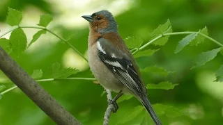 Common chaffinch song. AllVideo.