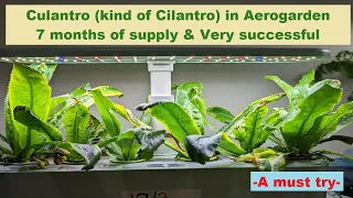 Culantro (kind of Cilantro) in Aerogarden Harvest Hydroponics, 7 months of supply, A must try.