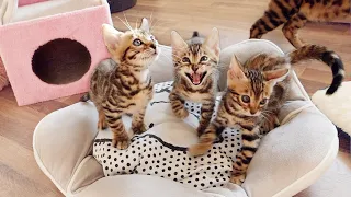 Bengal Kittens Can't stop Screaming, Chirping and Meowing