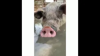 свинья пускает пузыри прикол