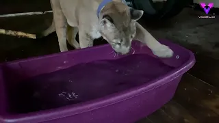 Esta mujer rusa es dueña de un puma al que le pone todo tipo de ejercicios