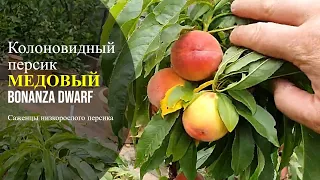 Колоновидный персик Медовый Россия | Small Gardens