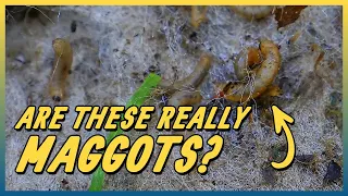 Maggot Infested Carpet Cleaning - ASMR Satisfying Video