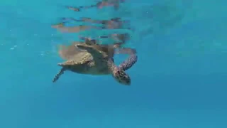 Сейшелы Подводный Мир Seychelles Underwater