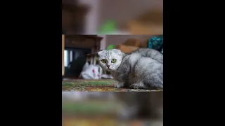 Funny animals - Funny cats / dogs - Funny animal videos / Best of September 2022.