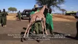 Baby giraffe is rescued | Sheldrick Trust