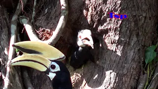 Hornbill female after breeding out of nest