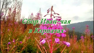 Сбор Иван-чая в Карпатах