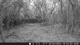 Muntjac jumps & runs in Cambs UK 25Apr24 723pm Trail Camera