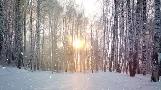 Зимний лес. Тобольск. 2021. январь