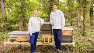 How machine learning is being used to help save the world’s bees