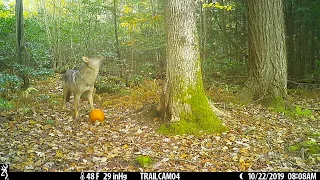 Westhampton trail cam: Coyotes, bobcat