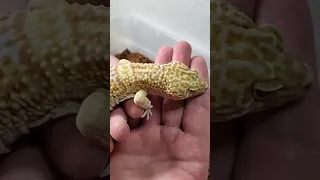 3 ways to pick up your Leopard Gecko 🤏