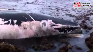 В Большом Камне на берег выбросило кита