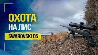 Swarovski DS, выстрел на 530м, охота на лис и обзор | 530 meters shot, fox hunt and review | 2020