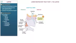 Anatomy and Physiology: Larynx