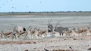 Waterhole in Etosha National Park.