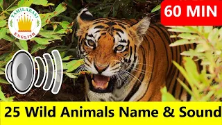 25 WILD ANIMALS Name & Sounds |Realtime Animals Video||Tamilarasi English Vocabulary Collection