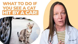 What To Do If You See A Cat Get Hit By A Car