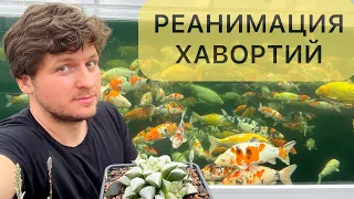 Спасаем Хавортию потерявшую корни. Реанимация суккулентов.