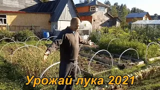 УРОЖАЙ ЛУКА 2021