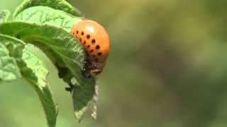 Colorado potato beetle larva feeding