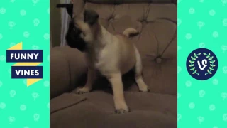 Adorable Pug Compilation - Cute Dog Videos | Funny Vines part 16