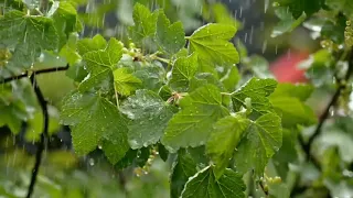 ##Tip tip barsa pani song ##Rain##akshay kumar##Raveena tandon ##no copyright